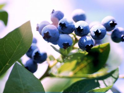Beeren bei EDEKA Kaiser